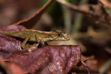Eidechse Panama Regenwald
