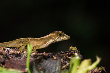 Eidechse Panama Regenwald
