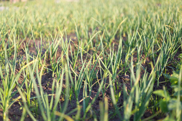 organically cultivated garlic plantation in the vegetable garden