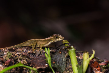 Eidechse Panama Regenwald