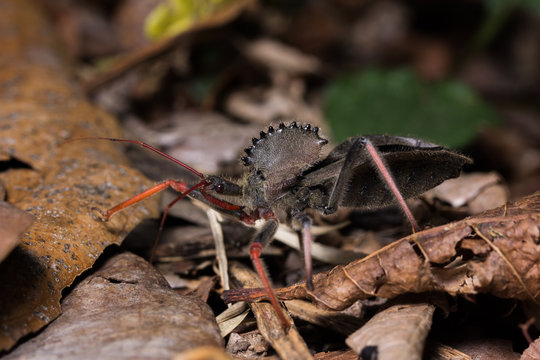 Arilus cristatus Raubwanze Regenwald Panama