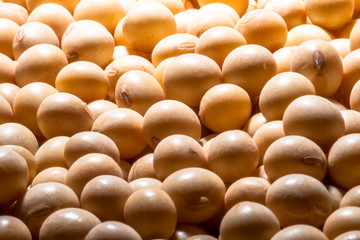 Brazilian soybean seeds background with selective focus