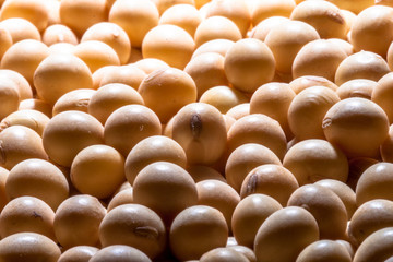 Brazilian soybean seeds background with selective focus