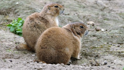 two prairie dogs looking curious