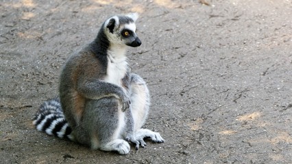 ring tailed lemur