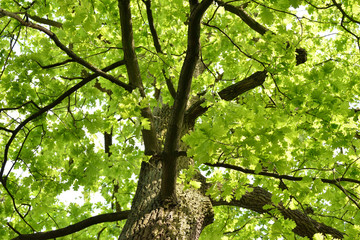 Branches of the huge old oak, early spring just got first leaves after winter.
