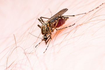 Encephalitis, Yellow Fever, Malaria Disease, Mayaro or Zika Virus Infected Culex Mosquito Parasite Insect on Skin Macro