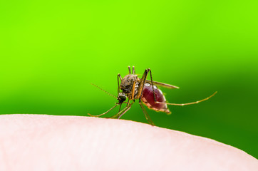 Encephalitis, Yellow Fever, Malaria Disease or Zika Virus Infected Culex Mosquito Parasite Insect...