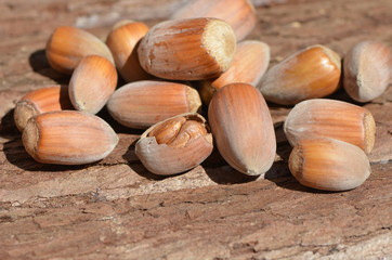 Noisette double - Philippine 