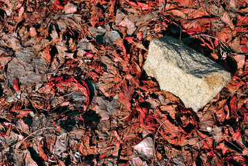 Gray rough stone close up detail on soft blur background of red dry withered leaves, top view