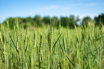 Beautiful green field of wheat on blue sky background. Summer natural wallpaper.