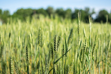 Beautiful summer field of wheat on blue sky background.