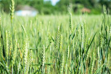 Beautiful field of wheat on blue sky background. Summer natural wallpaper.