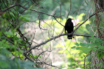 European male blackbird sitting on a branch of tree in the forest and carries food in its beak