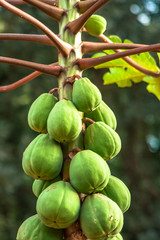 Detail of green papaya tree in Brazil