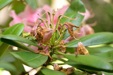 Rhododendron flowers just faded in the garden.