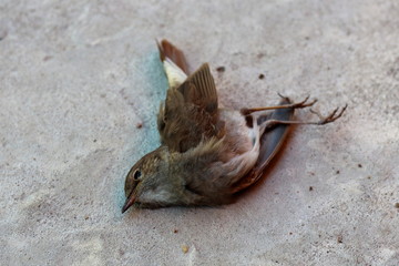 Dead bird lying on the concrete floor. Environmental problems.