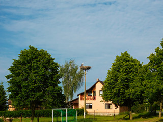 Obraz premium Storks in the high nest