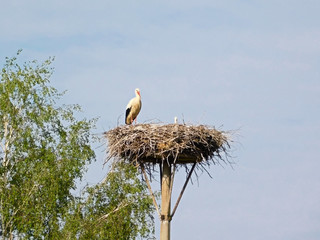 Storks in the high nest