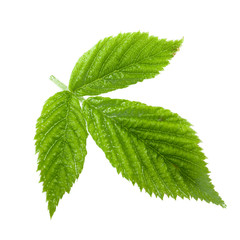 fresh green leaf of raspberry isolated on white