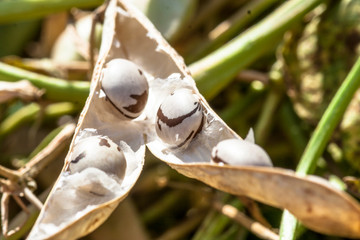 bean pod recently harvested in a field in Brazil with selective focus