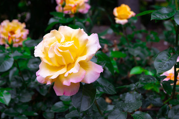 Gorgeous yellow and pink roses in summer garden