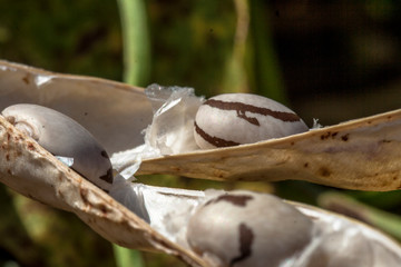 bean pod recently harvested in a field in Brazil with selective focus