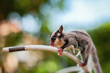 Sugar glider on cage bar.