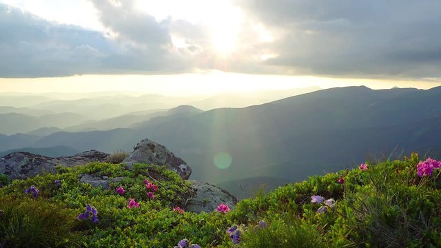 mountain flowers in the rays of the setting sun, light of sunset above the hills, dramatic sunset in the spring carpathian mountains, Rays of the sun through the clouds in the mountains, blooming rhod