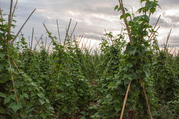 fields of green beans © CharnwoodPhoto