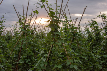 fields of green beans © CharnwoodPhoto