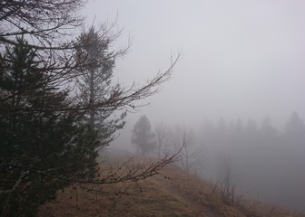 trees in the fog fantastic view