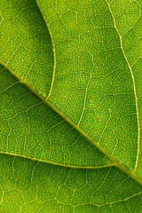 Green leaf texture with translucent veins  as background. Texture of nature. Abstract colorful background . For add text .Close up. 