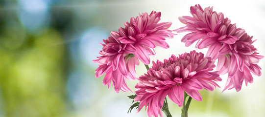 image of beautiful flowers on a blurred green background