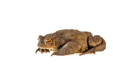Common toad or Bufo bufo isolated on white background