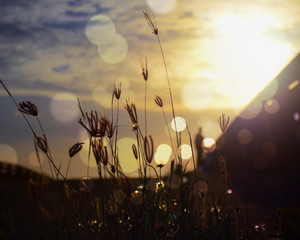 Grass and light in the morning