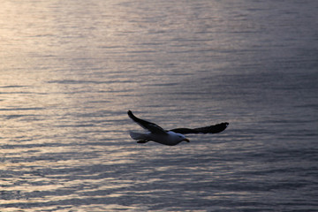 seagull in flight