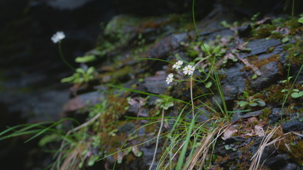 petite flower