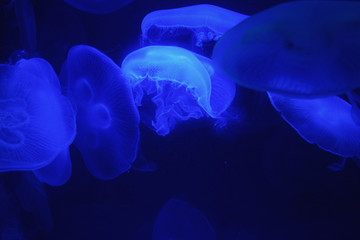 Quallen Aquarium