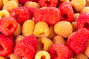 heap of red and yellow raspberries background