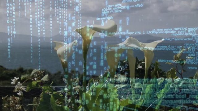 Calla lily flowers and digital codes