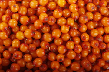 fresh sea backthorn berries background