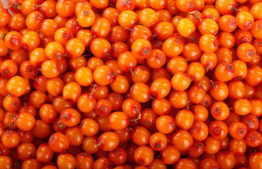 fresh sea backthorn berries background