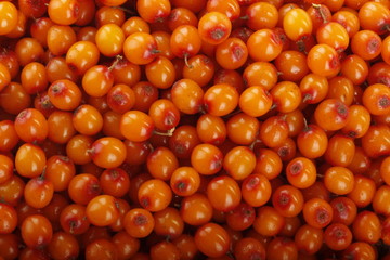fresh sea backthorn berries background
