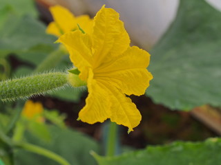 Cucumber flower Bud. Large flower yellow. Olericulture.