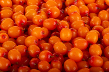 fresh sea backthorn berries background