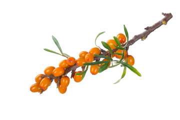 branch with sea buckthorn with green leaves isolated on white