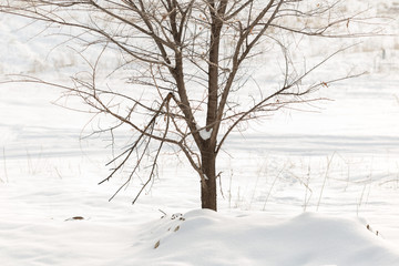 Tree, winter scene. Branch under the winter frost, natural background photos.