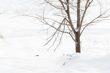 Tree, winter scene. Branch under the winter frost, natural background photos.