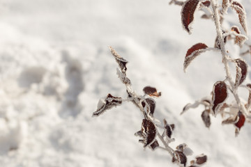 Macro winter outdoor scene frozen leaves covered by snow. Branch under winter frost, natural background photography. Winter nature under white snow. Winter brunch with dry leaf in frost, shallow focus
